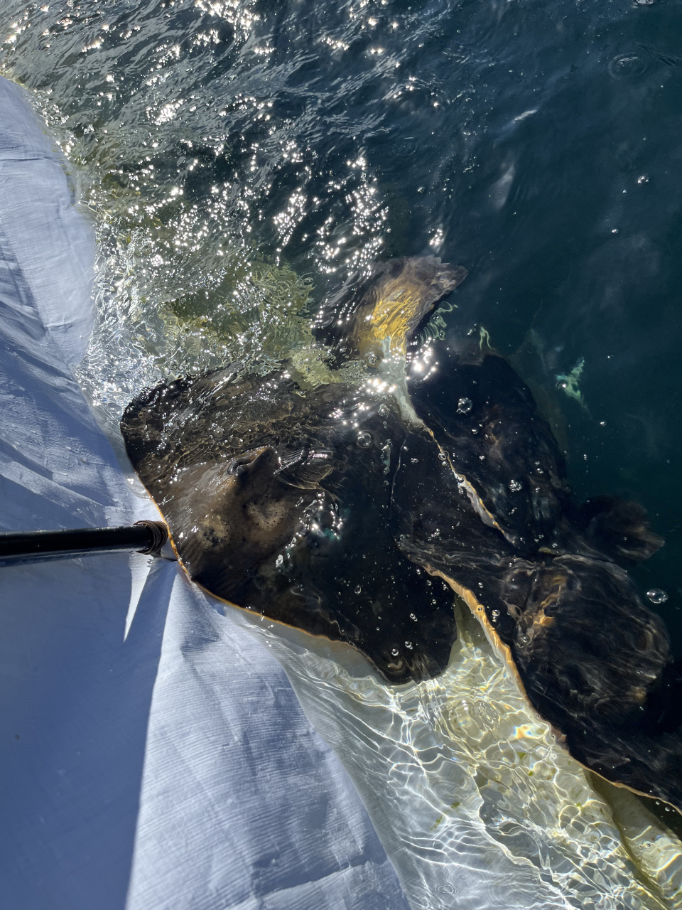 新プログラム!
『アカエイにエイっ!』