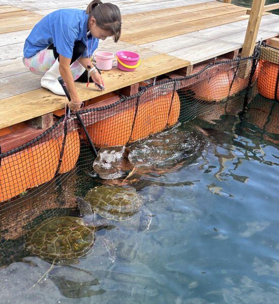 「アカエイにエイっ! With アオウミガメ」